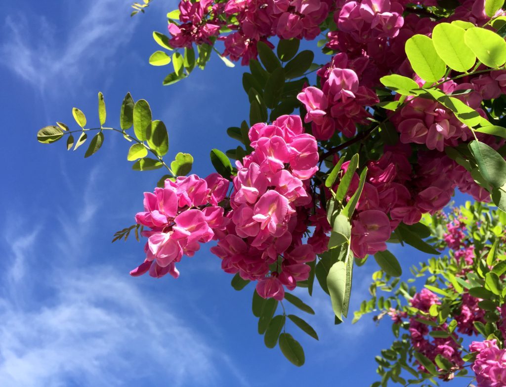 pink-flower-in-tree-1024x783