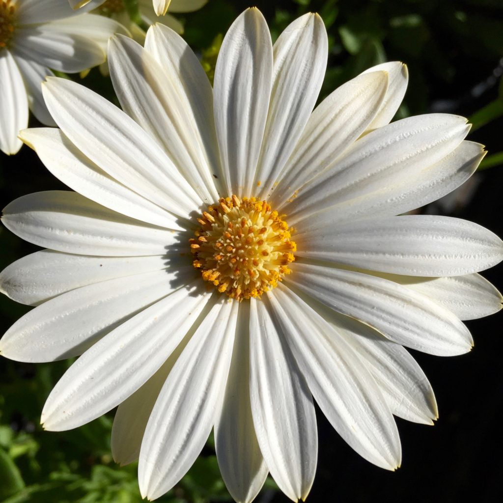 white-flower-2-1024x1024