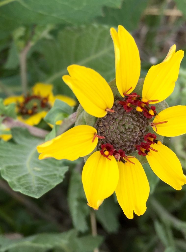 yellow-flower-758x1024