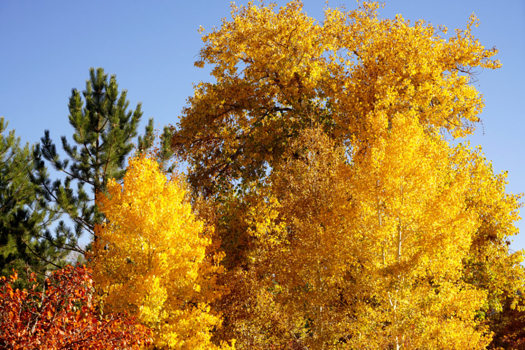 Fall Foliage