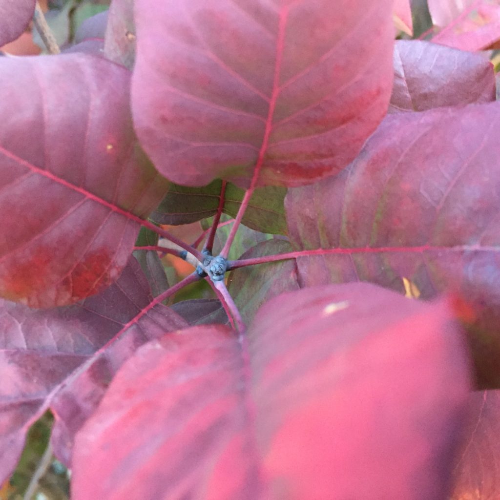 Soft Red in Autumn