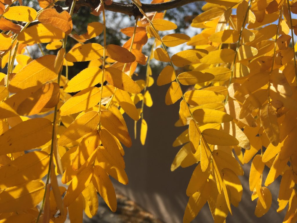 yellow leaves in fall